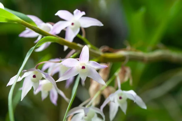 Kwiaty Dendrobium Hercoglossum Orchidea Gatunek Azji — Zdjęcie stockowe