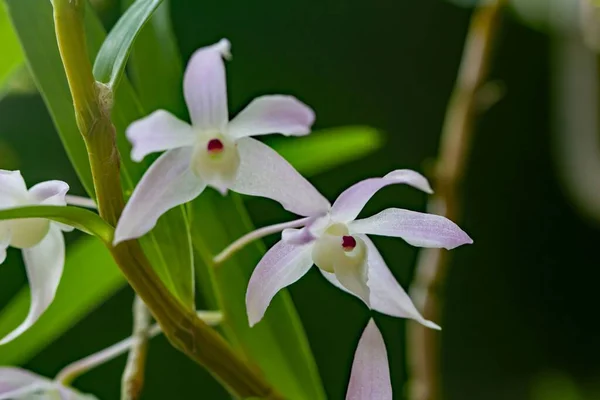 Flores Una Orquídea Dendrobium Hercoglossum Una Especie Asia — Foto de Stock