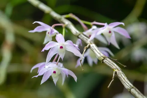 Fleurs Une Orchidée Dendrobium Hercoglossum Une Espèce Asie — Photo