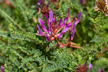 Montpellier sütçüsünün çiçekleri, Astragalus monspessulanus