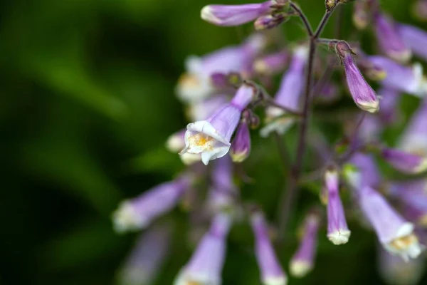 Kwiaty Owłosionego Języka Brody Penstemon Hirsutus — Zdjęcie stockowe