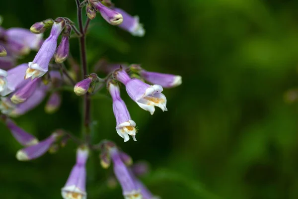 Kwiaty Owłosionego Języka Brody Penstemon Hirsutus — Zdjęcie stockowe