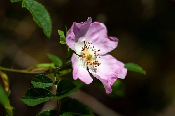 Virág Egy Glaukózus Kutya Rózsa Rosa Dumalis — Stock Fotó
