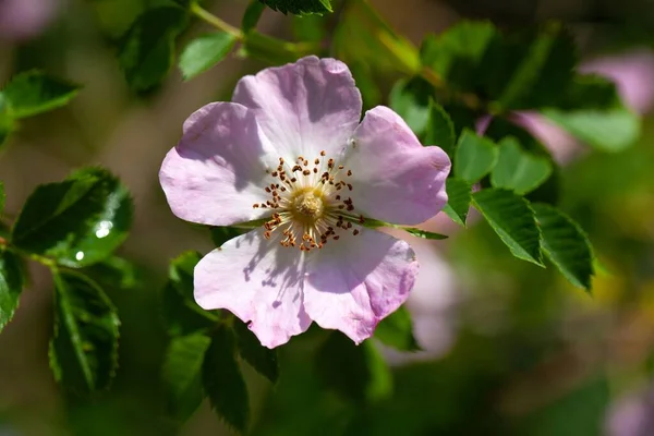 Virág Egy Glaukózus Kutya Rózsa Rosa Dumalis — Stock Fotó