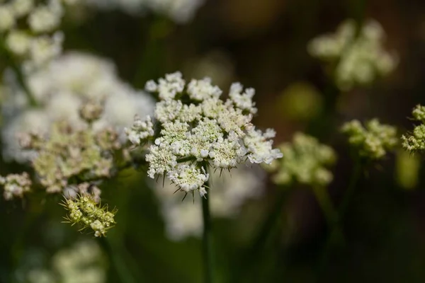 Mantar Gibi Meyveli Damlacığı Çiçekleri Oenanthe Pimpinello — Stok fotoğraf