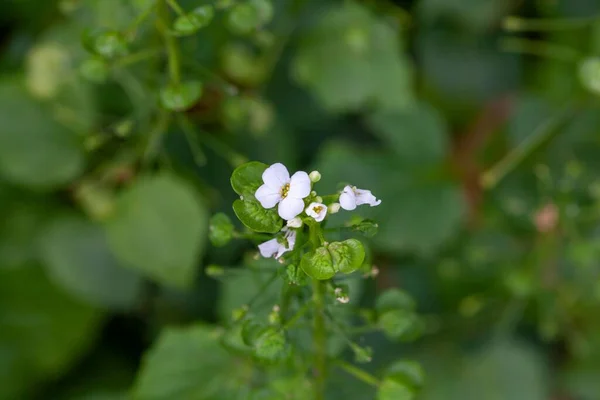 Kwiat Białej Penny Cress Pachyphragma Macrophyllum — Zdjęcie stockowe