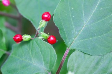 Kan böğürtleni meyveleri, Rivina aşağılıyor