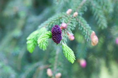 Mor ladin ağacının genç konileri, Picea purpurea