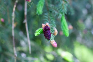 Mor ladin ağacının genç konileri, Picea purpurea