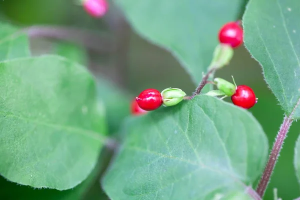 Frukt Blodbärsbuske Rivina Humilis — Stockfoto