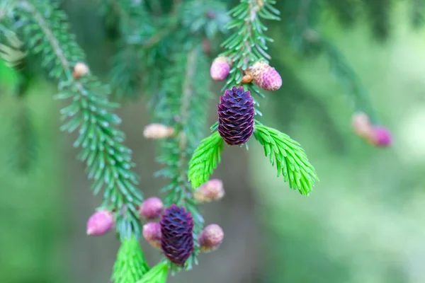 Νέοι Κώνοι Από Ένα Μοβ Κουκουνάρι Picea Purpurea — Φωτογραφία Αρχείου