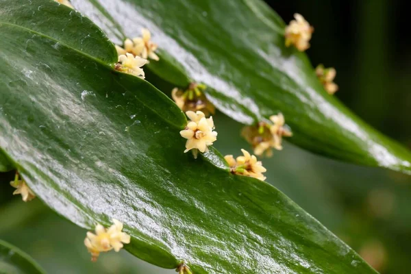 stock image Flowers of a Semele plant, Semele androgyna, an endemic species of the Canary Islands