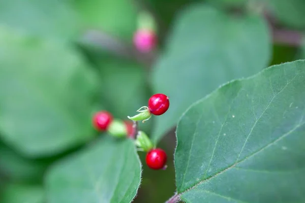 Frukt Blodbärsbuske Rivina Humilis — Stockfoto