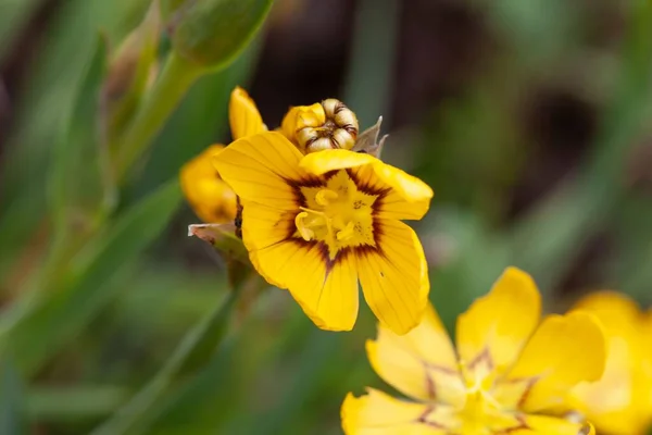 Flores Grama Olhos Azuis Argentinos Sisyrinchium Macrocarpum — Fotografia de Stock