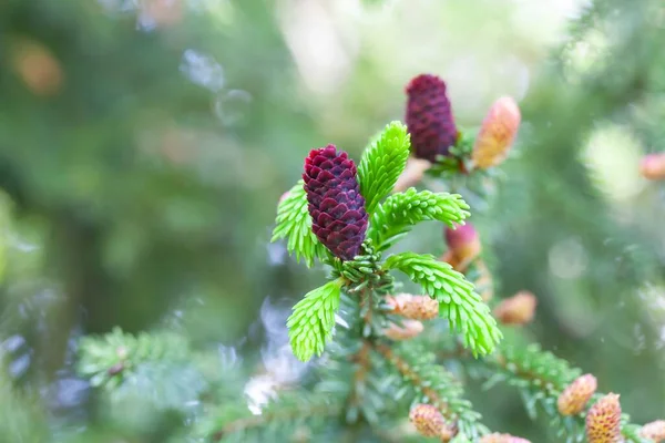 Young Cones Purple Cone Spruce Tree Picea Purpurea — Stock Photo, Image