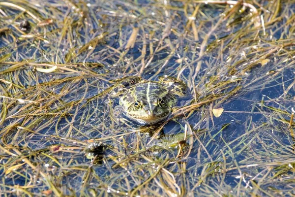 Bir Balkan Kurbağası Pelophylax Kurtmuelleri Bitkileriyle Göl Kenarında — Stok fotoğraf