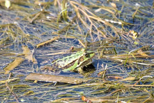 Balkan Frog Pelophylax Kurtmuelleri Lake Margin Water Plants — 스톡 사진
