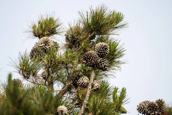 Κωνιές Από Ιταλικό Πέτρινο Πεύκο Pinus Pinea Ένα Δέντρο — Φωτογραφία Αρχείου
