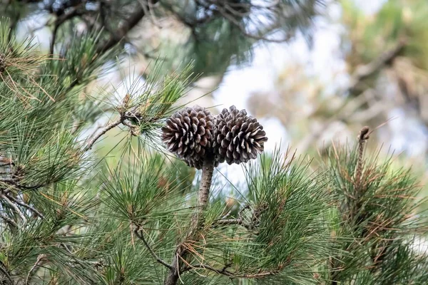 Szyszki Włoskiej Sosny Kamiennej Pinus Pinea Drzewie — Zdjęcie stockowe