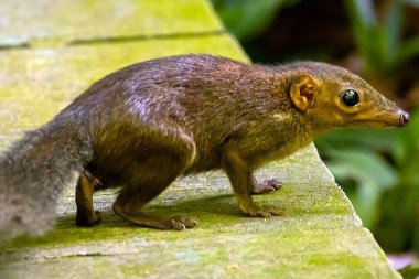 Sıradan bir ağaç, Tupaia Glis, yolda. 