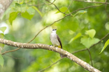 Sarı bir bulbul, Pycnonotus goiavier, çalıların arasında.. 