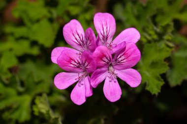 Bir gül sardunyası çiçeği, Pelargonium kapitatum