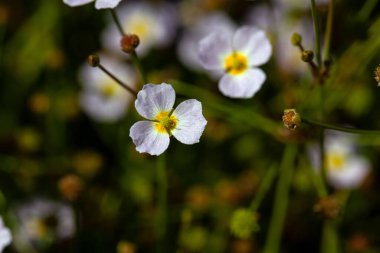 Daha küçük bir su kaynağının çiçekleri, Baldellia ranunculoides