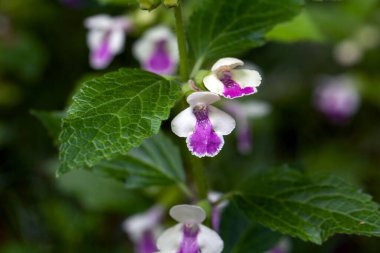 Merhem çiçekleri, Melittis melissophyllum.