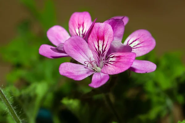 Flor Gerânio Rosa Pelargonium Capitatum — Fotografia de Stock