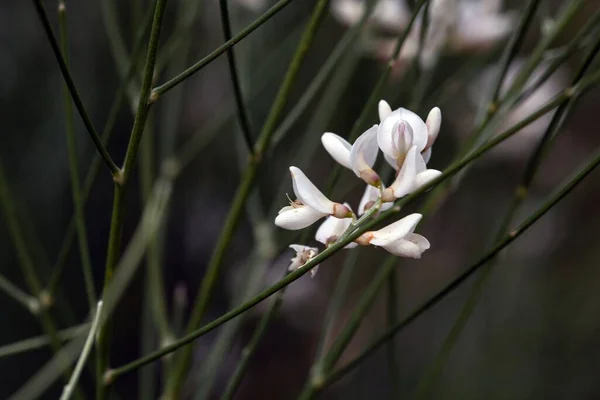 Kwiat Ślubnej Miotły Retama Monosperma — Zdjęcie stockowe