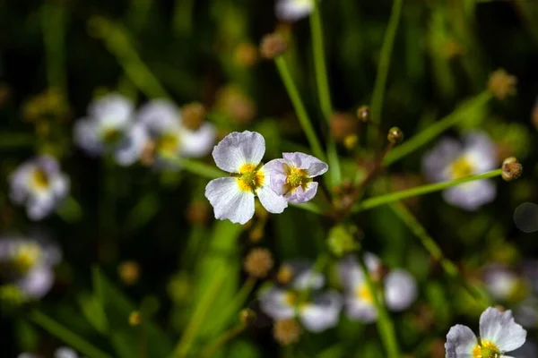 Blommor Mindre Vattengran Baldellia Ranunculoides — Stockfoto