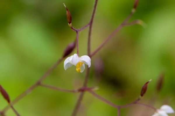 Blossom Hårete Barrenwort Epimedium Pubigerum – stockfoto