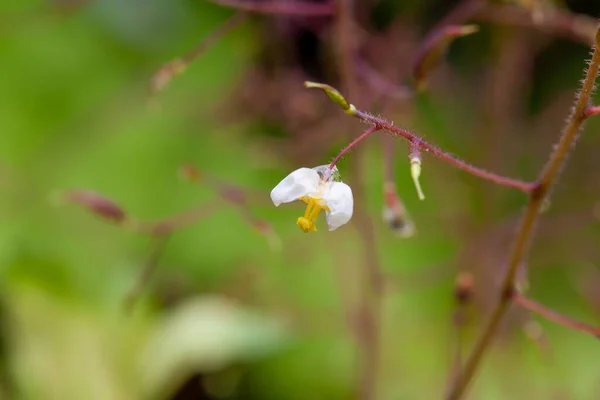Kwitnienie Jałowca Włochatego Epimedium Pubigerum — Zdjęcie stockowe