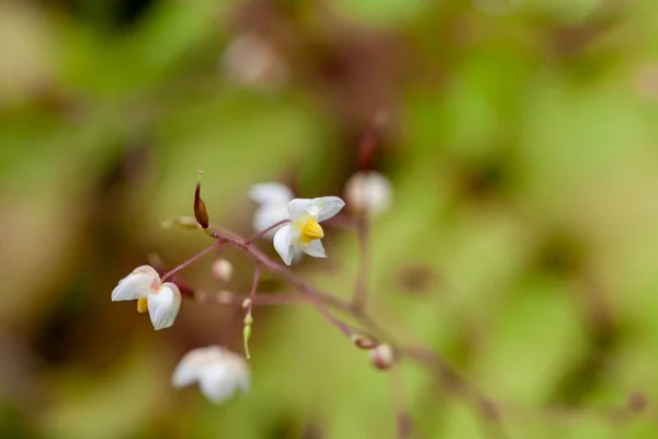 Kwitnienie Jałowca Włochatego Epimedium Pubigerum — Zdjęcie stockowe