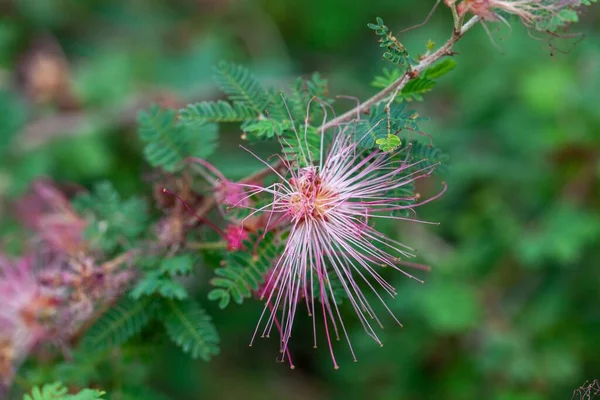 Flower of a fairy duster tree, Calliandra eriophylla