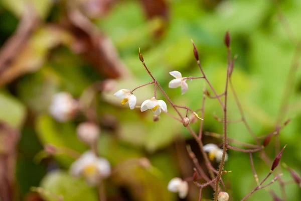 Blossom Hårete Barrenwort Epimedium Pubigerum – stockfoto
