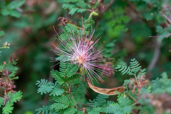 Flower of a fairy duster tree, Calliandra eriophylla