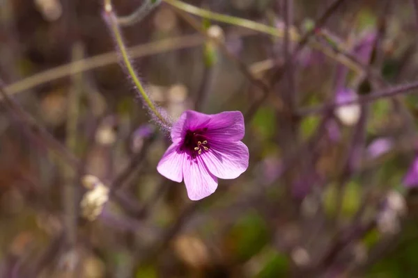 Цветок Журавля Мадейры Гераниум Мадеренсе — стоковое фото