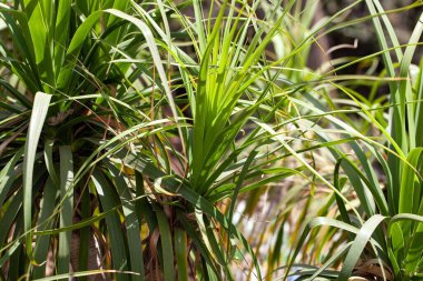 At kuyruğu palmiyesi yaprakları, Beaucarnea özyinelemesi