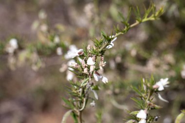 Bir ağacın çiçekleri, Lucerne, Chamaecytisus prolifer, Kanarya Adaları 'na özgü bir tür.. 