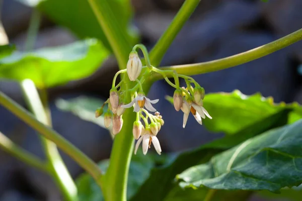 Flores Uma Planta Tamarillo Solanum Betaceum — Fotografia de Stock