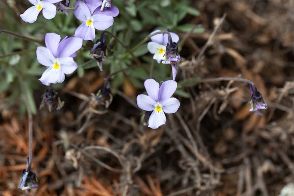 Blom Teide Tusensköna Viola Cheiranthifolia Endemisk Teide Berget Teneriffa Kanarieöarna — Stockfoto