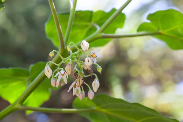 Flores Una Planta Tamarillo Solanum Betaceum —  Fotos de Stock