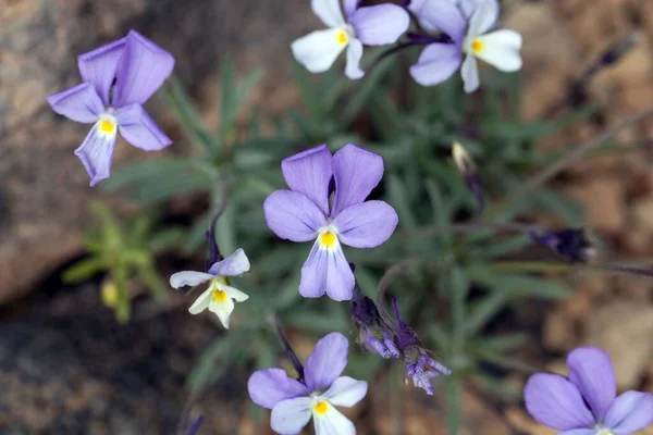 Blom Teide Tusensköna Viola Cheiranthifolia Endemisk Teide Berget Teneriffa Kanarieöarna — Stockfoto