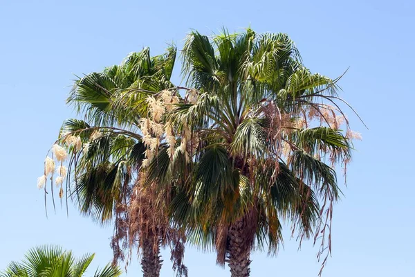 Kaliforniya Hayran Palmiyesi Washingtonia Filifera Nın Floresan Yaprakları — Stok fotoğraf