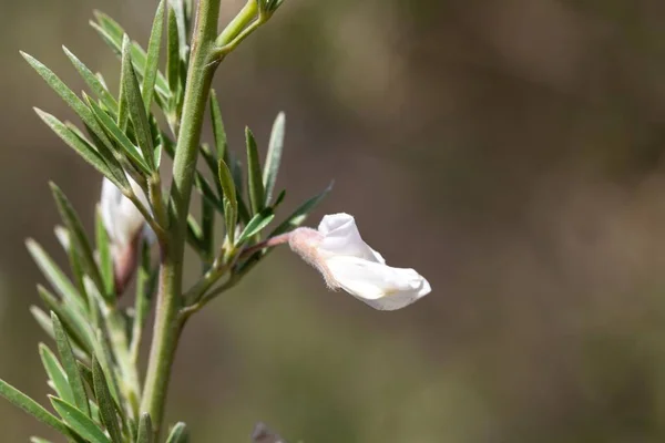Blossoms Tree Lucerne Chamaecytisus Prolifer Endemic Canary Islands — Stock Photo, Image