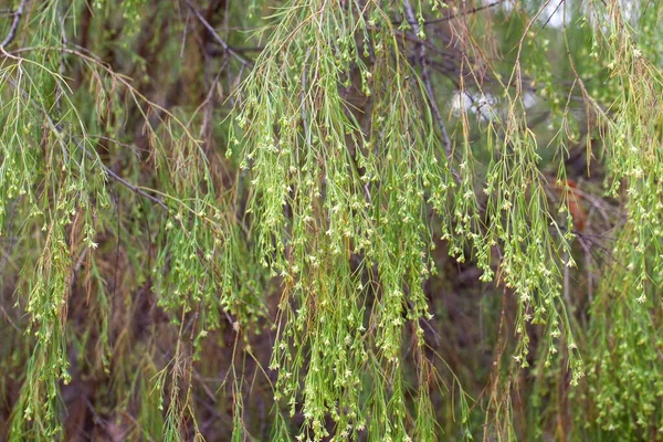 Ветви Цветы Plocama Pendula Дерево Эндемик Канарских Островов — стоковое фото