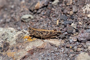 İspanya 'nın Tenerife Adası' ndaki Calliptamus plebeius türünün kısa boynuzlu çekirgesi.. 