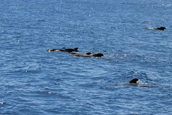 Grupo Baleias Piloto Globicephala Macrorhynchus Ilhas Canárias Espanha — Fotografia de Stock