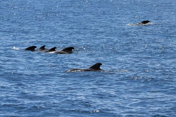Skupina Velryb Krátkými Ploutvemi Globicephala Macrorhynchus Kanárské Ostrovy Španělsko — Stock fotografie